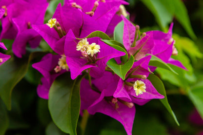 Bougainvillea pyramide - 80 cm - Ø17cm