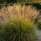 Calamagrostis acutiflora 'Karl Foerster' | Siergras | Tuinplant