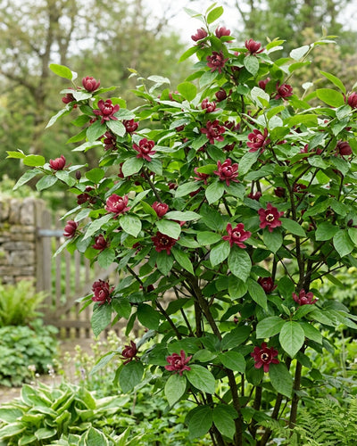 Sinocalycanthus ‘Hartlage Wine’® | Carolina Allspice | Buitenplant