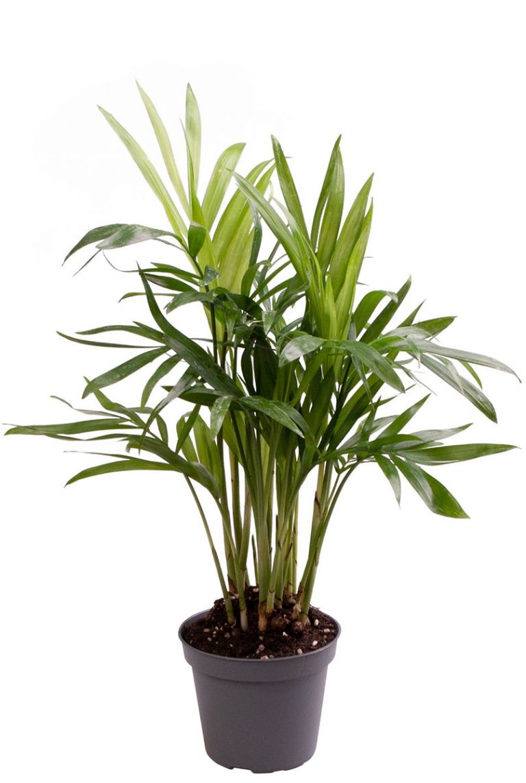 Met de Chamaedorea brengt u Mexicaanse sferen in huis! Deze Mexicaanse dwergpalm is een compacte kamerplant, waarvoor gemakkelijk een standplaats te vinden is. In elke kamer zal de Chamaedorea namelijk goed tot z’n recht komen en in combinatie met één van onze bloempotten zal het een prachtig geheel vormen in uw huiskamer. Lees hier alles wat u moet weten over de verzorging, standplaats en het onderhoud van de exotische Chamaedorea.