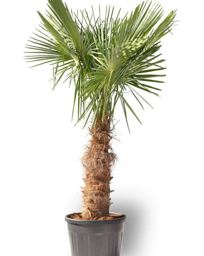 Trachycarpus Fortuneii | Waaier Palm