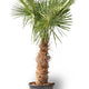 Trachycarpus Fortuneii | Waaier Palm | Vers van de Kweker