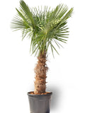 Trachycarpus Fortuneii | Waaier Palm