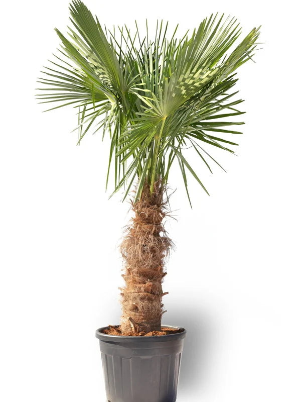 Trachycarpus Fortuneii | Waaier Palm