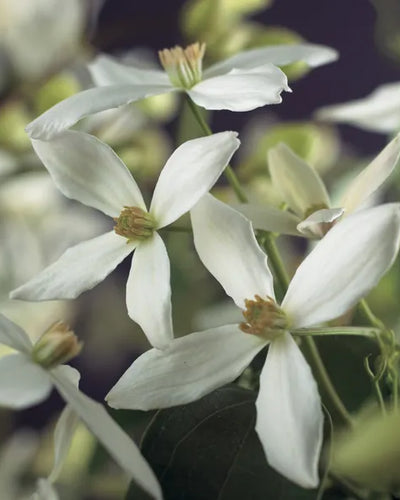 Clematis armandii Buitenplant | Bosrank - Planttoday