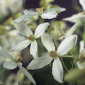 Clematis armandii Buitenplant | Bosrank - Planttoday