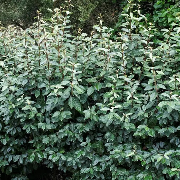 Op Aanvraag: Olijfwilg – Eleagnus ebbingei ‘Compacta’ | Haagplant
