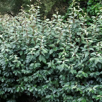 Op Aanvraag: Olijfwilg – Eleagnus ebbingei ‘Compacta’ | Haagplant