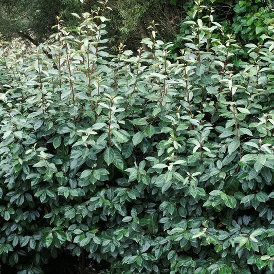 Op Aanvraag: Olijfwilg – Eleagnus ebbingei ‘Compacta’ | Haagplant