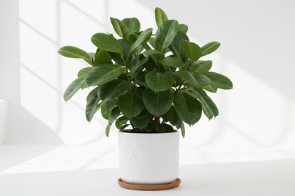Ficus Cyathistipula kamerplant in pot