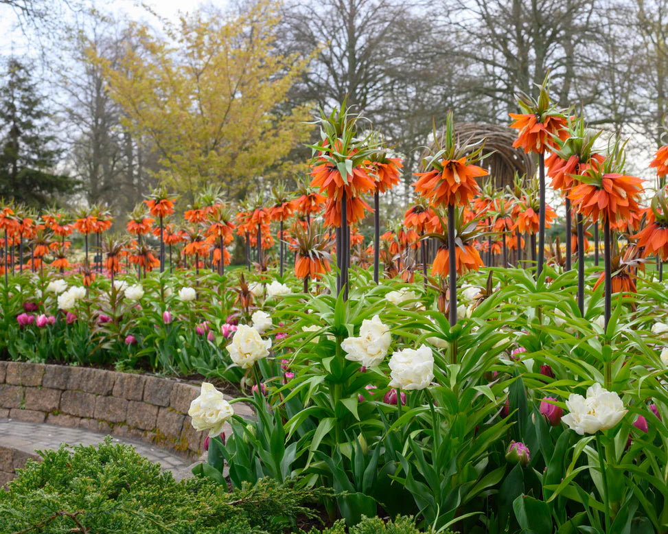 Fritillaria / Keizerskroon ‘Garland Star’ – 5 bloembollen – Oranjerood