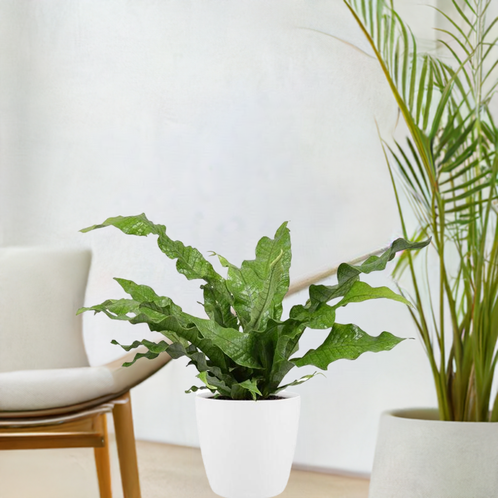 "Microsorum Diversifolium – 45cm Hoog – Ø17cm (Pot) – Inclusief Brussels Pot (D18xH17cm) – Wit"