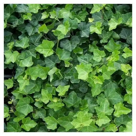 60x Hedera Hibernica | Klimop | Haagplanten