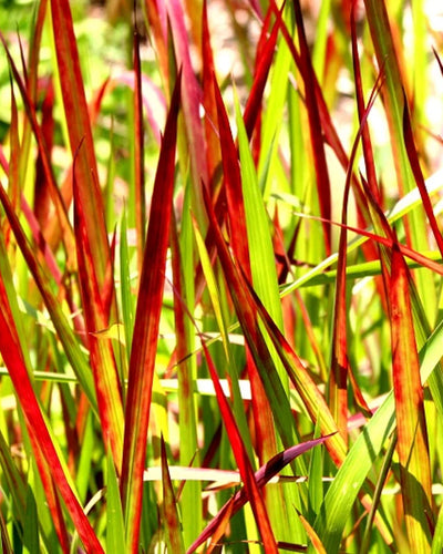 Imperata cylindrica ‘Red Baron’ | Japans Bloedgras | Dieprode blikvanger - Planttoday