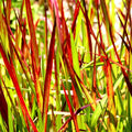 Imperata cylindrica ‘Red Baron’ | Japans Bloedgras | Dieprode blikvanger - Planttoday