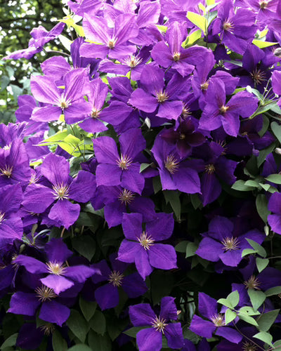 Clematis Jackmanii bij planttoday