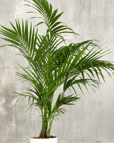De verzorging van een kentia palm omvat het geven van lichtvochtige grond (niet te nat, niet te droog) en een standplaats met helder, indirect licht. Geef in de lente en zomer vaker water dan in de herfst en winter en vermijd direct zonlicht, wat de bladeren kan verbranden. Besproei de bladeren af en toe om stof te verwijderen en de luchtvochtigheid te verhogen
