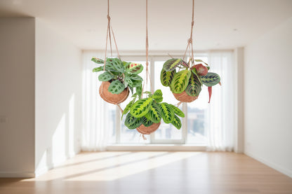 3x Kokodama Maranta Mix | Hang planten