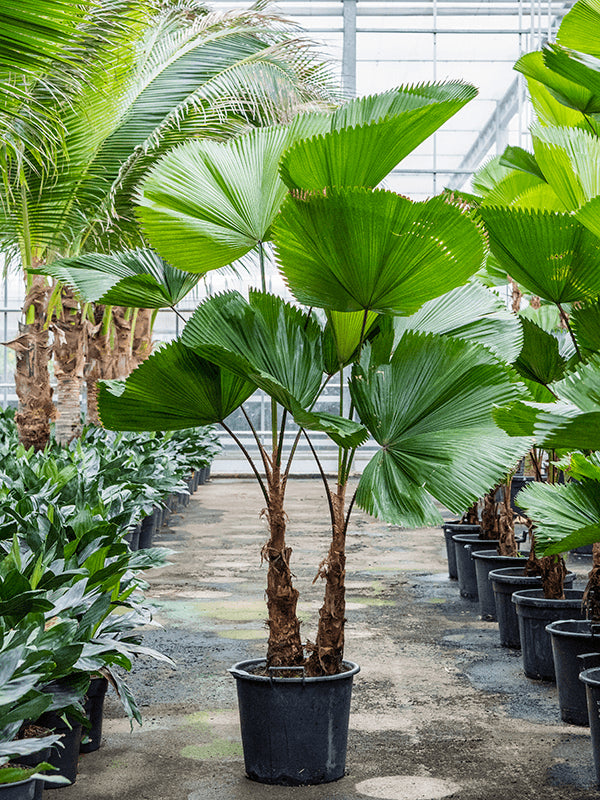 Standplaats: De waaierpalm gedijt het best op een lichte plek met helder, indirect licht. Direct zonlicht moet worden vermeden, omdat dit de bladeren kan verbranden. Een plek met halfschaduw is ook geschikt, mits er voldoende licht is.