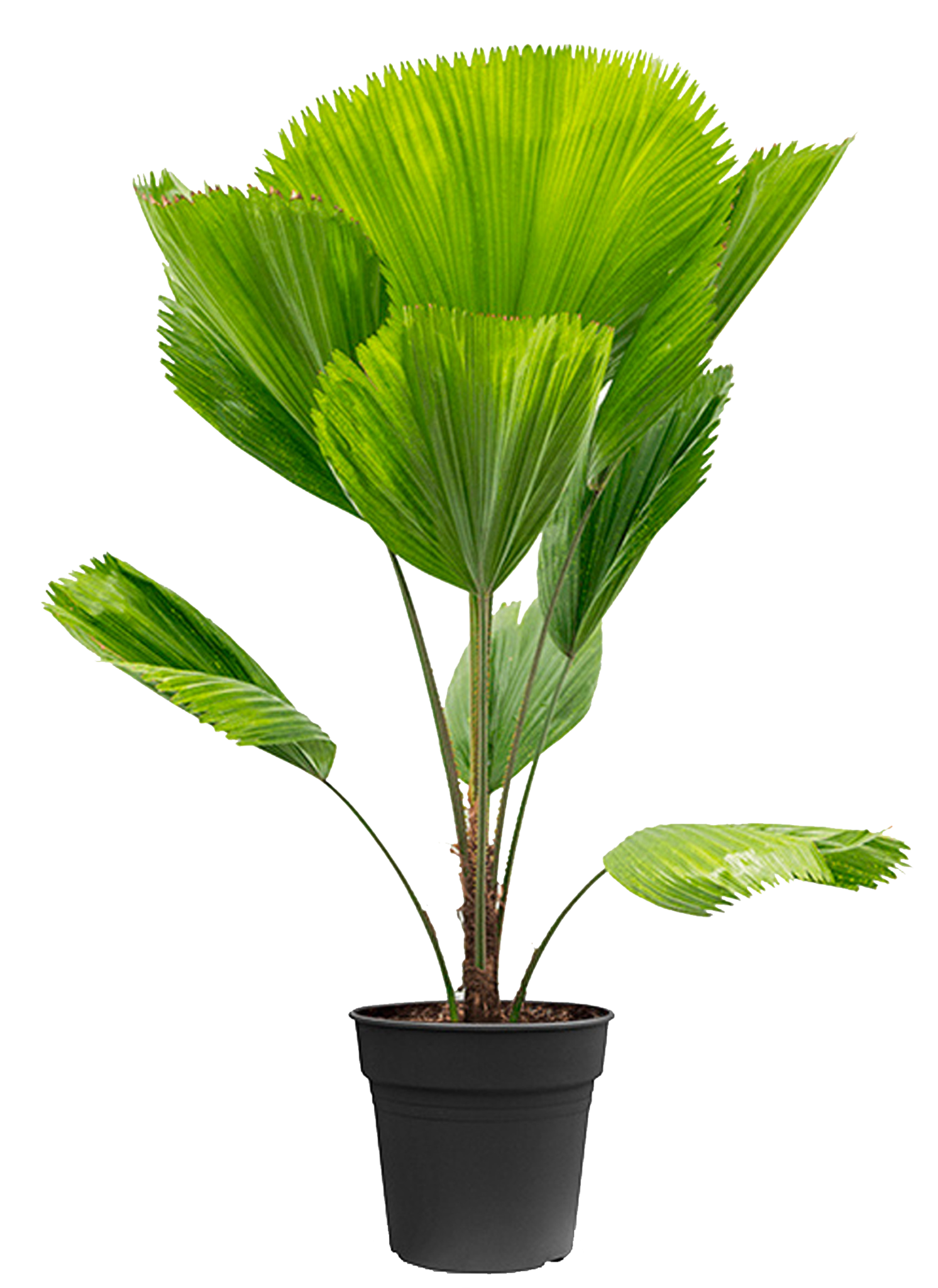 De Licuala Grandis, ook wel Waaierpalm genoemd, is een tropische plant met grote, ronde, waaiervormige bladeren. Deze plant komt oorspronkelijk uit de regenwouden van Zuidoost-Azië en Oceanië. Om de plant goed te verzorgen, plaats hem op een plek met helder, indirect licht, zorg voor een hoge luchtvochtigheid en houd de grond licht vochtig. 