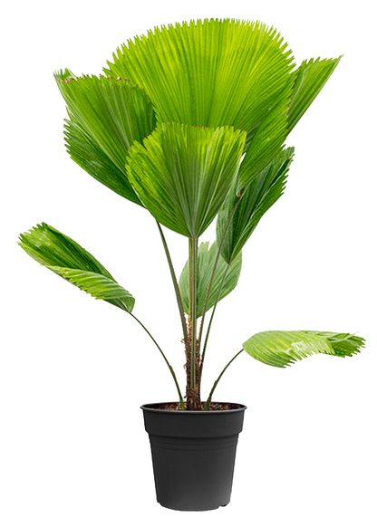 De Licuala Grandis, ook wel Waaierpalm genoemd, is een tropische plant met grote, ronde, waaiervormige bladeren. Deze plant komt oorspronkelijk uit de regenwouden van Zuidoost-Azië en Oceanië. Om de plant goed te verzorgen, plaats hem op een plek met helder, indirect licht, zorg voor een hoge luchtvochtigheid en houd de grond licht vochtig. 