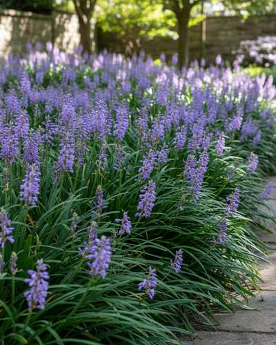 Liriope muscari ‘Moneymaker’ – Groenblijvende bodembedekker | Tuinplant - Planttoday