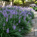 Liriope muscari ‘Moneymaker’ – Groenblijvende bodembedekker | Tuinplant - Planttoday