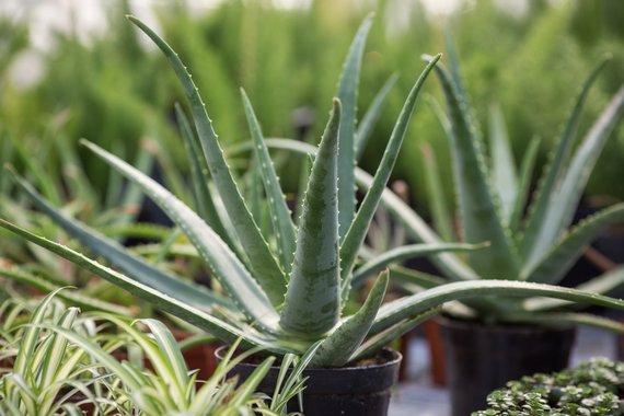 Aloe Vera P14 - Ø14cm - ↕45cm