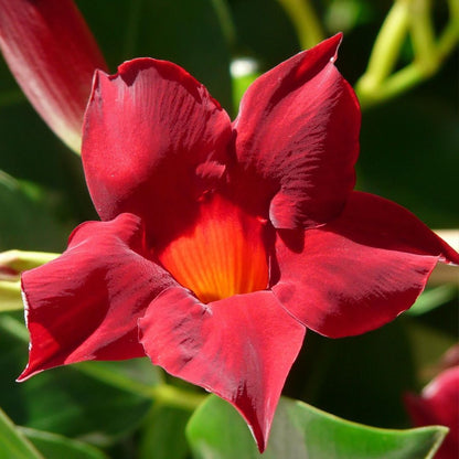 Mandevilla 'Zomerville' Struik Rood - Ø14cm - ↕30cm