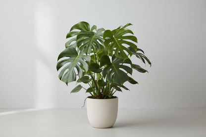 Monstera Deliciosa -Hoogte 70 cm - Potmaat 17cm.