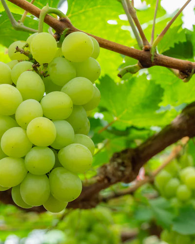 Vitis Muskaat de Alexandrie | Druivenplant - Planttoday