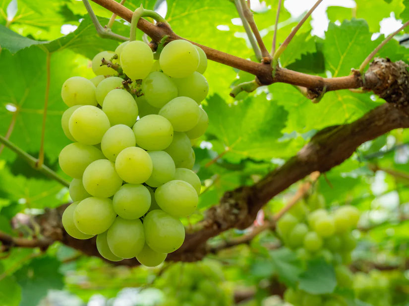 Vitis Muskaat de Alexandrie | Druivenplant