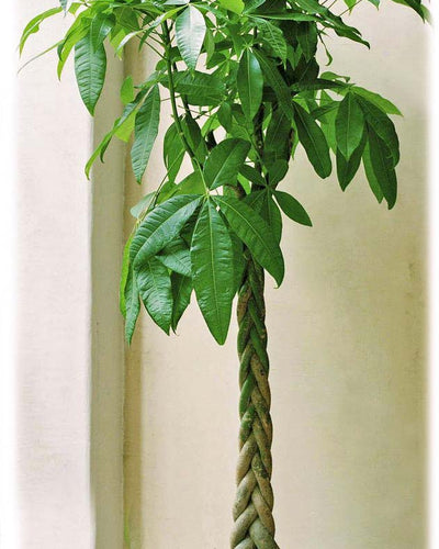 De&nbsp;Pachira Aquatica, ook wel bekend als de Geldboom, is een prachtige kamerplant die met zijn glanzende, handvormige bladeren en dikke gevlochten stam een unieke en decoratieve uitstraling heeft. Kopen kamerplant