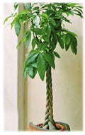 De&nbsp;Pachira Aquatica, ook wel bekend als de Geldboom, is een prachtige kamerplant die met zijn glanzende, handvormige bladeren en dikke gevlochten stam een unieke en decoratieve uitstraling heeft. Kopen kamerplant