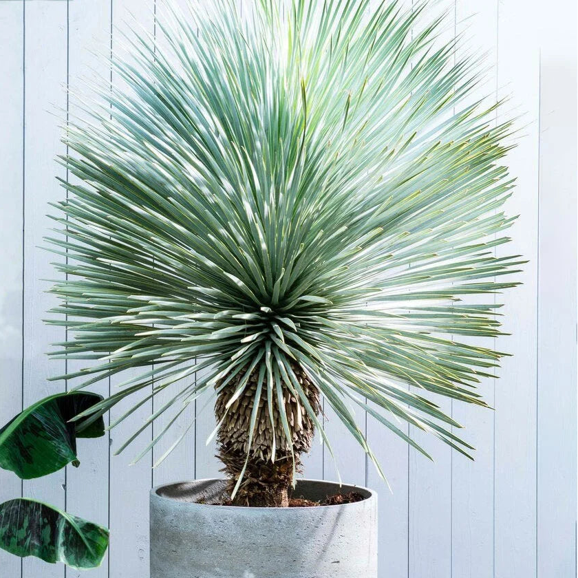 Yucca Rostrata |Tuin - terrasplant | Woestijnplant - Planttoday
