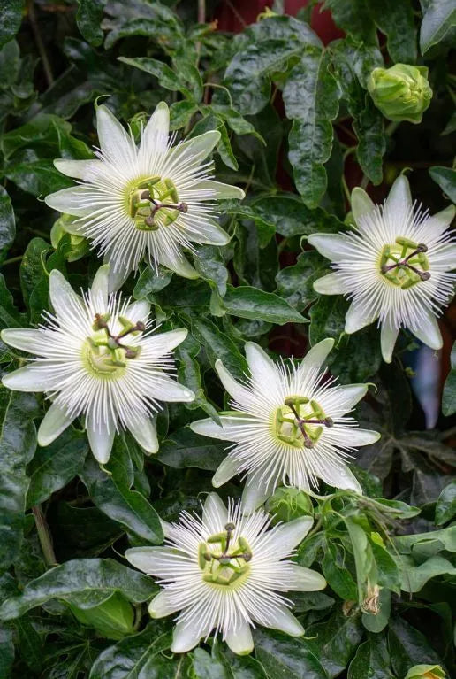 Passiflora wit caerulea 'Constance Elliot' - Planttoday