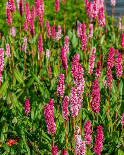 Persicaria aff. ‘Darjeeling Red’ Buitenplant | Persicaria | Tuinplant - Planttoday