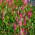 Persicaria aff. ‘Darjeeling Red’ Buitenplant | Persicaria | Tuinplant - Planttoday