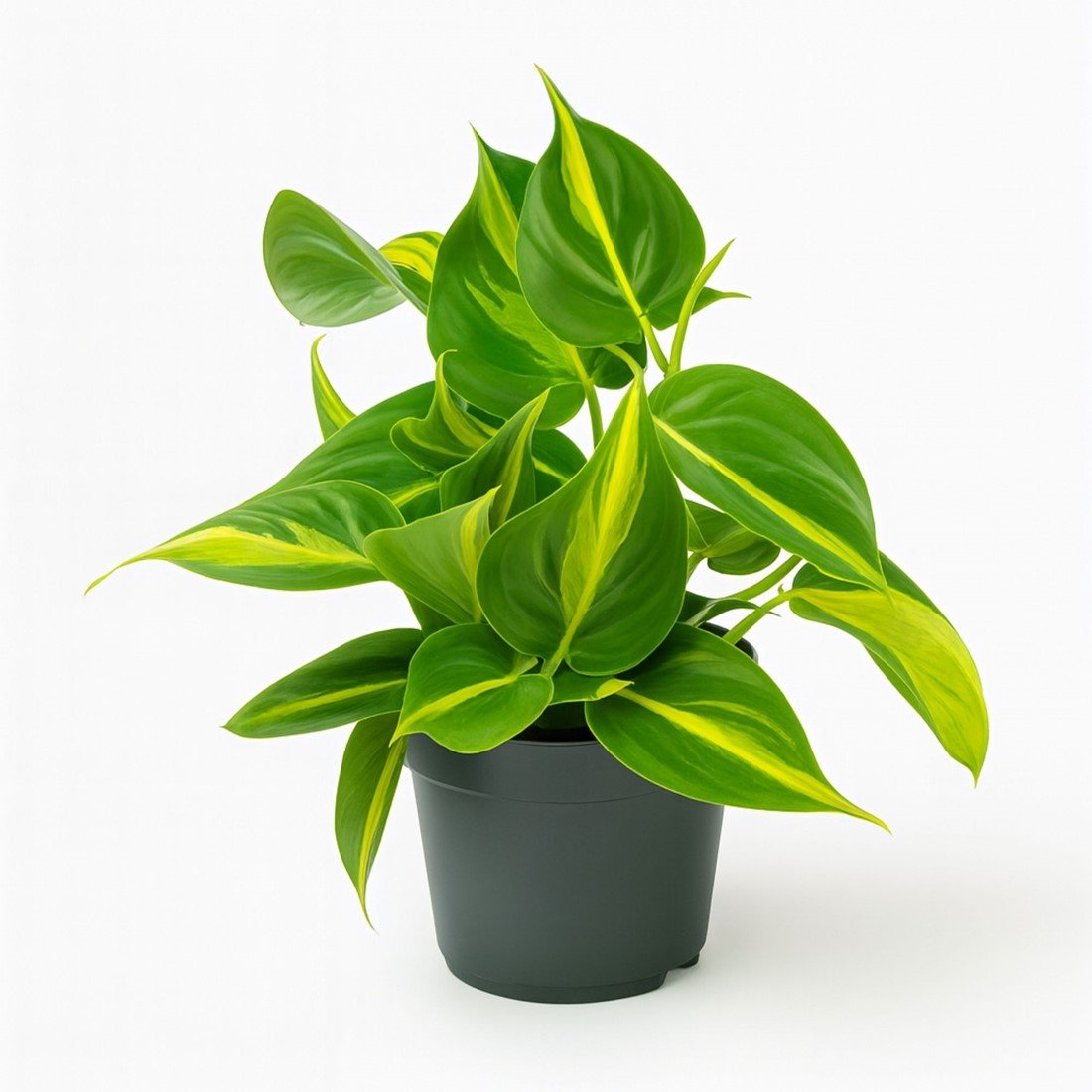 Philodendron Scandens Brasil | Kamerplant
