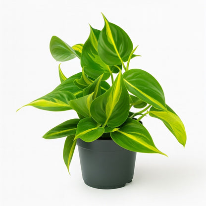 Philodendron Scandens Brasil | Kamerplant