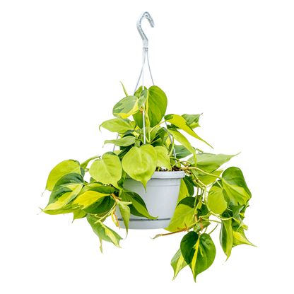 Philodendron Scandens Brasil | Kamerplant