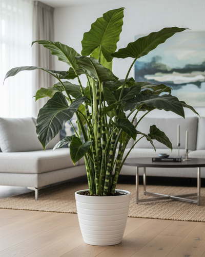 plant in woonkamer plaatsen,Alocasia Zebrina Kamerplant 100 cm