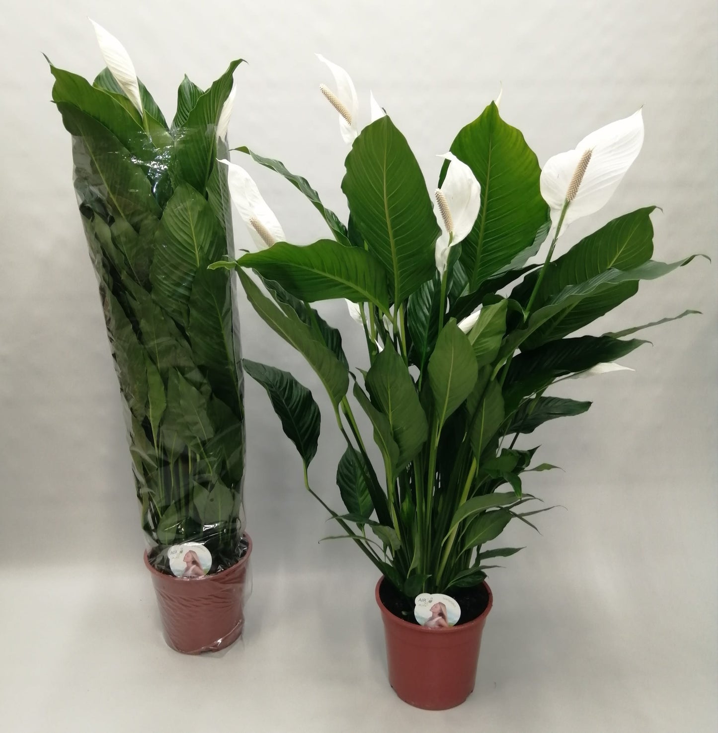 Spathiphyllum Sweet Sebastiano | Kamerplant | Lepelplant