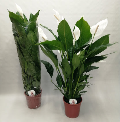 Spathiphyllum Sweet Sebastiano | Kamerplant | Lepelplant