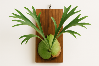 Platycerium Bifurcatum | Hertshoornvaren