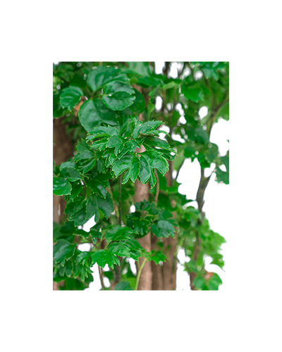 Polyscias Roble Branched | Houseplant