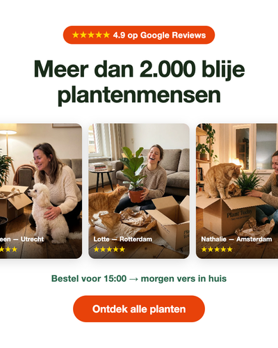 Howea forsteriana | Kentia Palm | Kamerplant incl. Witte Pot - Planttoday