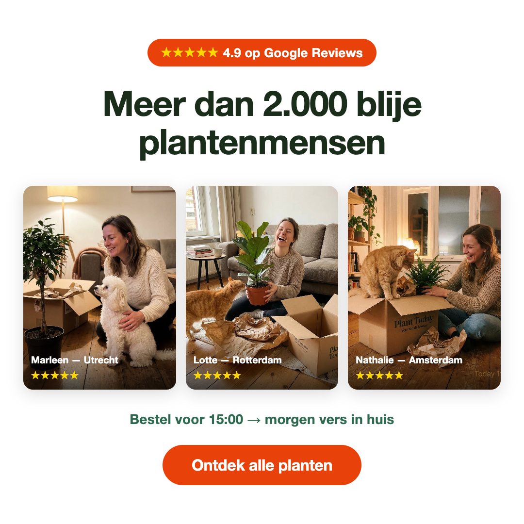 10x Groei Geluk Cadeaubox | kamerplanten - Planttoday