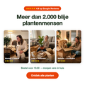 Phoenix Canariensis – Canarische Dadelpalm. | Tuinplant