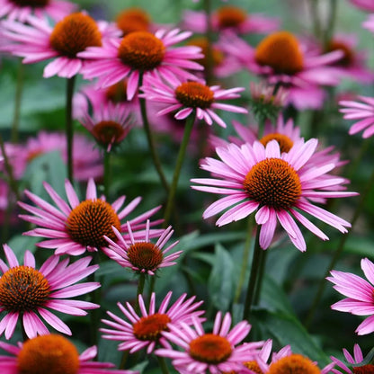 Echinacea purpurea 'Magnus' | Buitenplant | Zonnehoed - Planttoday
